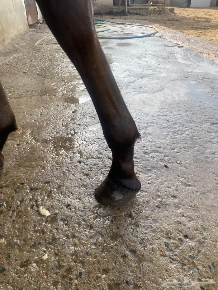 مهره واهو فخرة 5