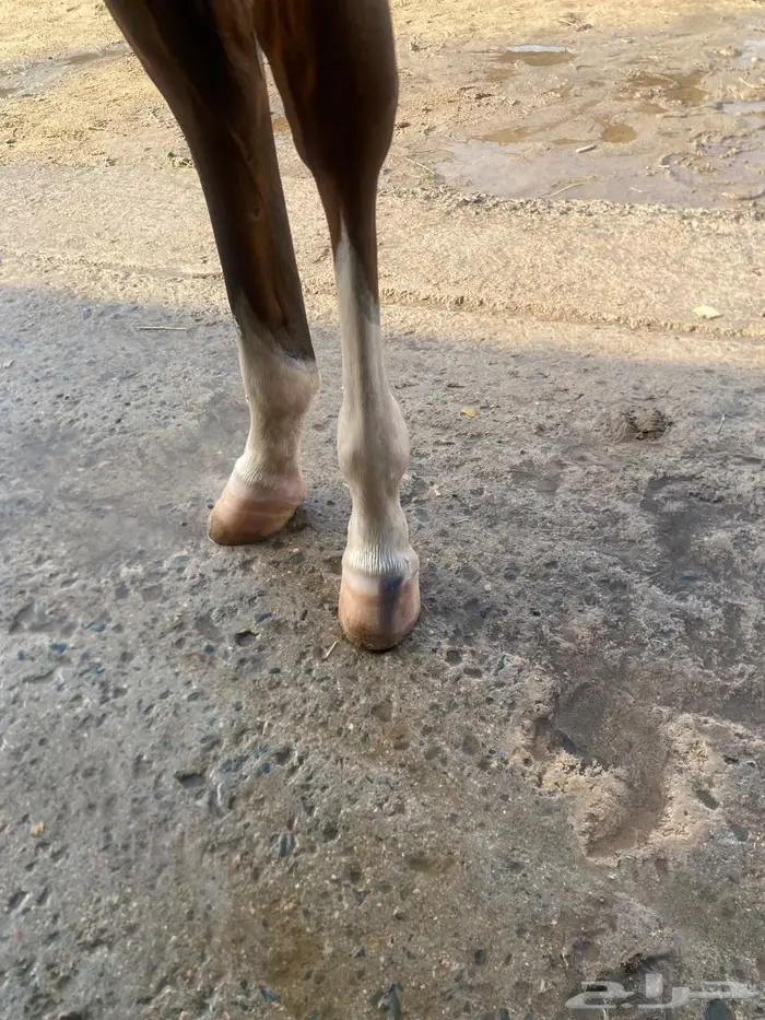 مهره واهو فخرة 6