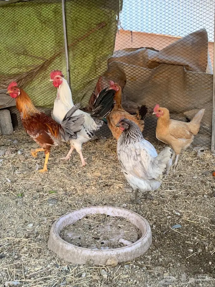 دجاج بلدي للبيع 1