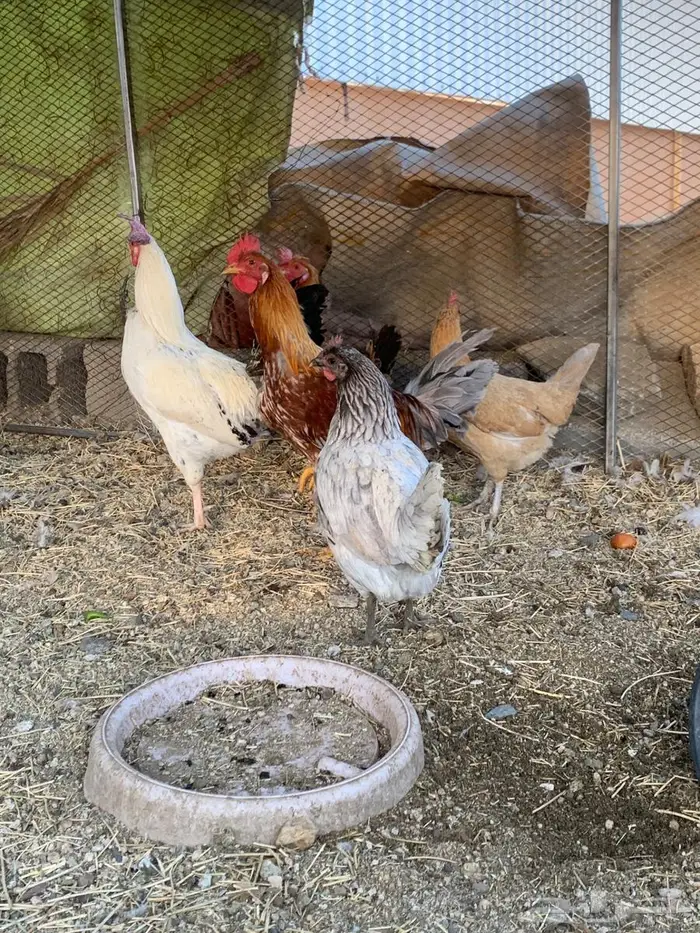 دجاج بلدي للبيع 2