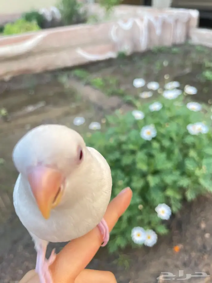 فرخ روز البينو مفطوم وهدد واليف مع قفص والالعاب 2