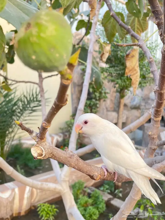 فرخ روز البينو مفطوم وهدد واليف مع قفص والالعاب 3