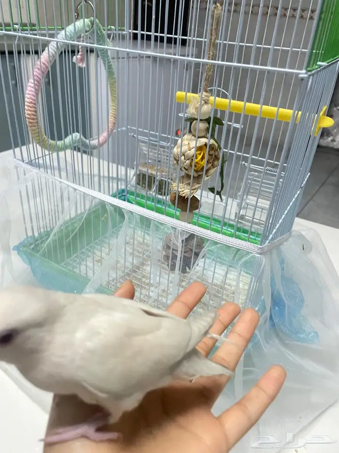 فرخ روز البينو مفطوم وهدد واليف مع قفص والالعاب 4