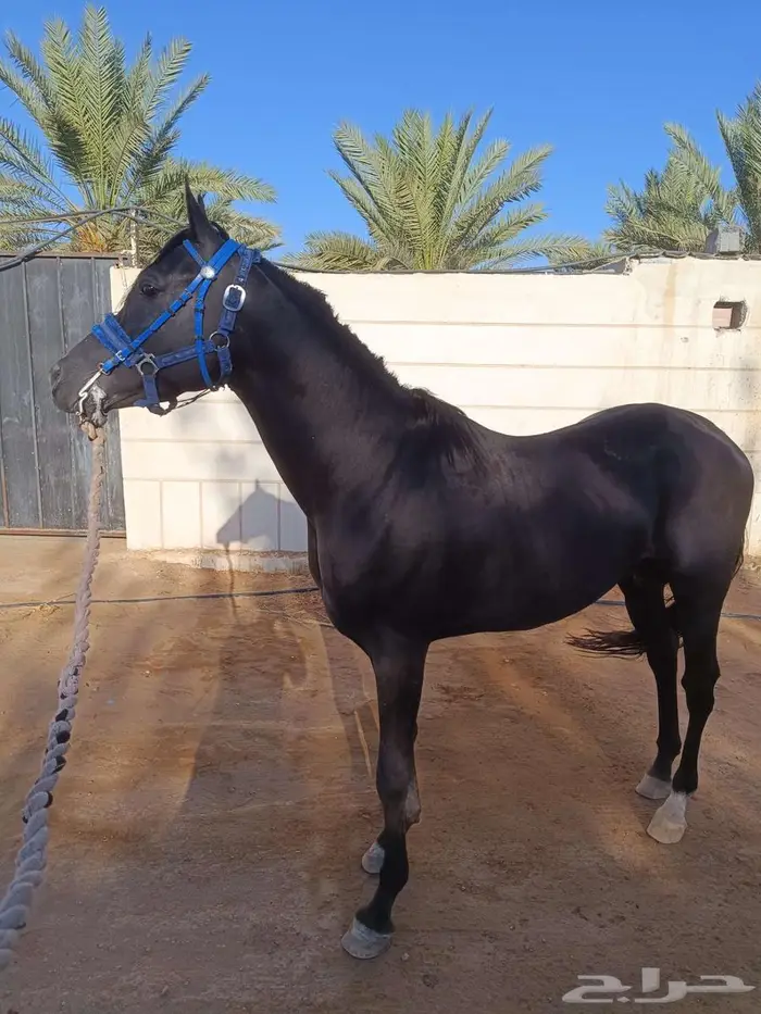 حصان شعبي أدهم للبيع 1