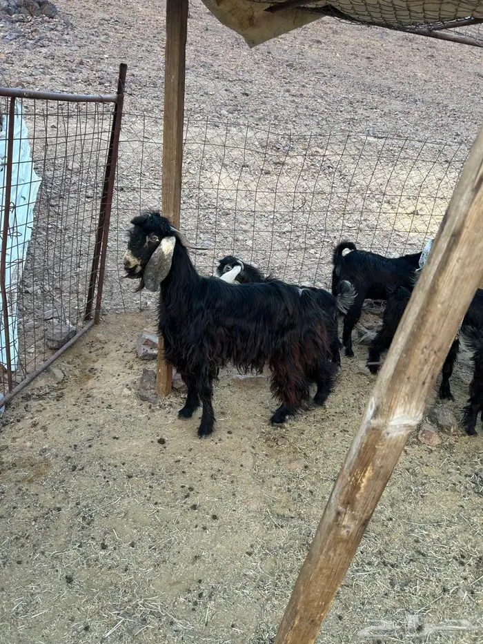 جفار صغار السن 2