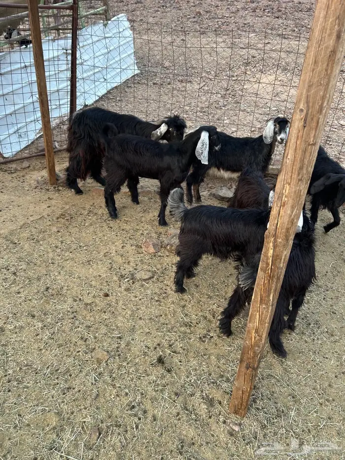 جفار صغار السن 3