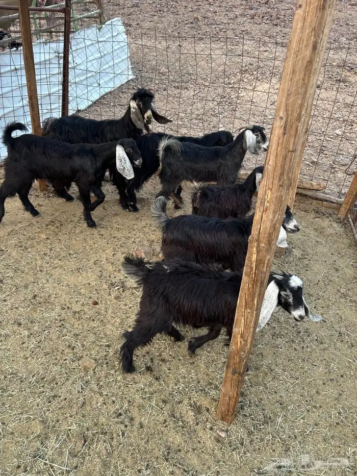 جفار صغار السن 1