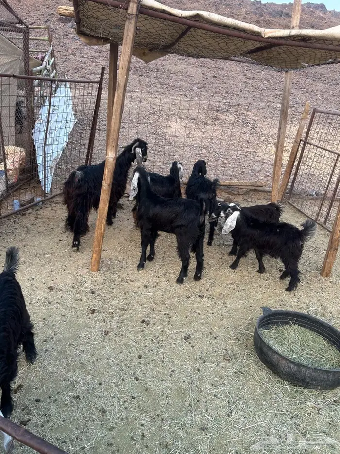 جفار صغار السن 5