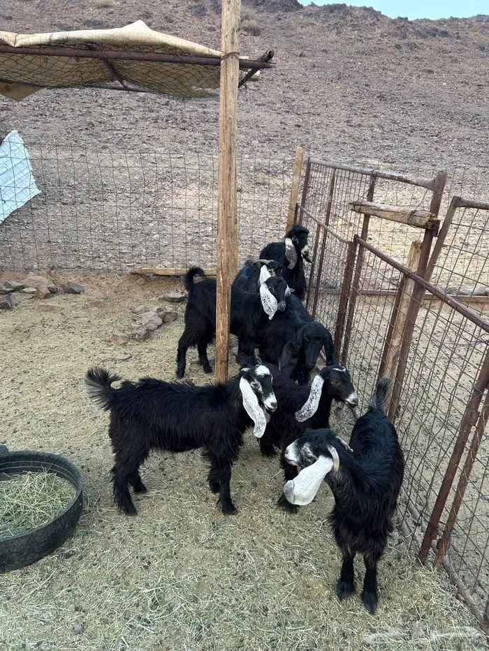 جفار صغار السن 0