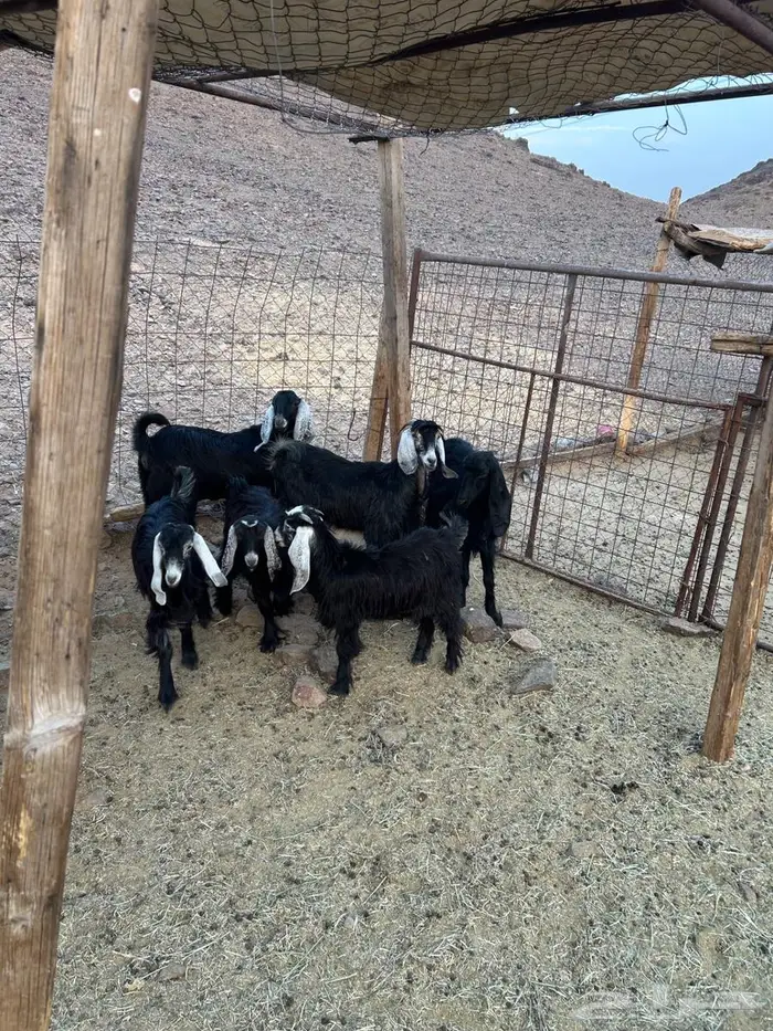 جفار صغار السن 6