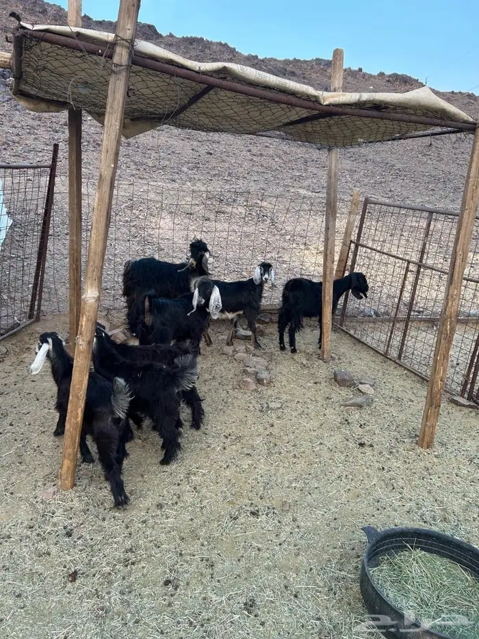 جفار صغار السن 7