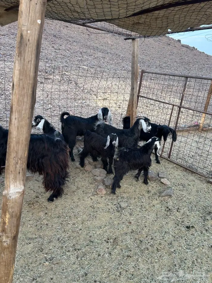 جفار صغار السن 8