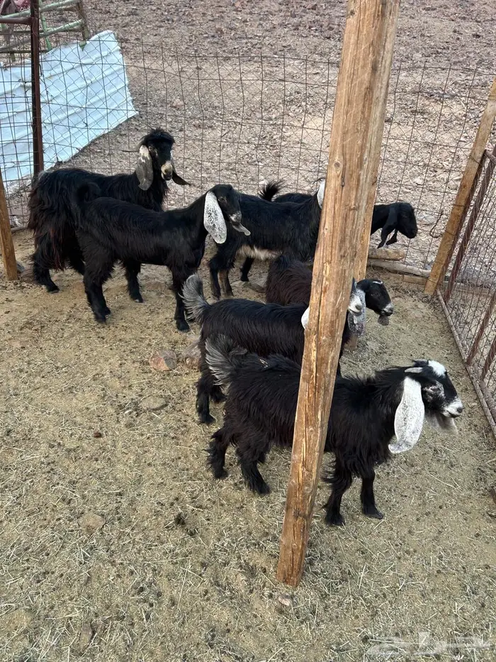 جفار صغار السن 10