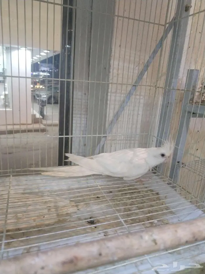 انثى كروان البينو 0