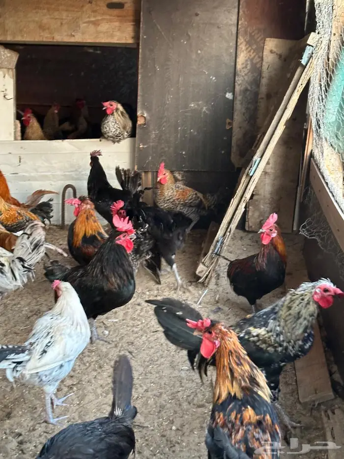 للبيع دياكه عربيه 0