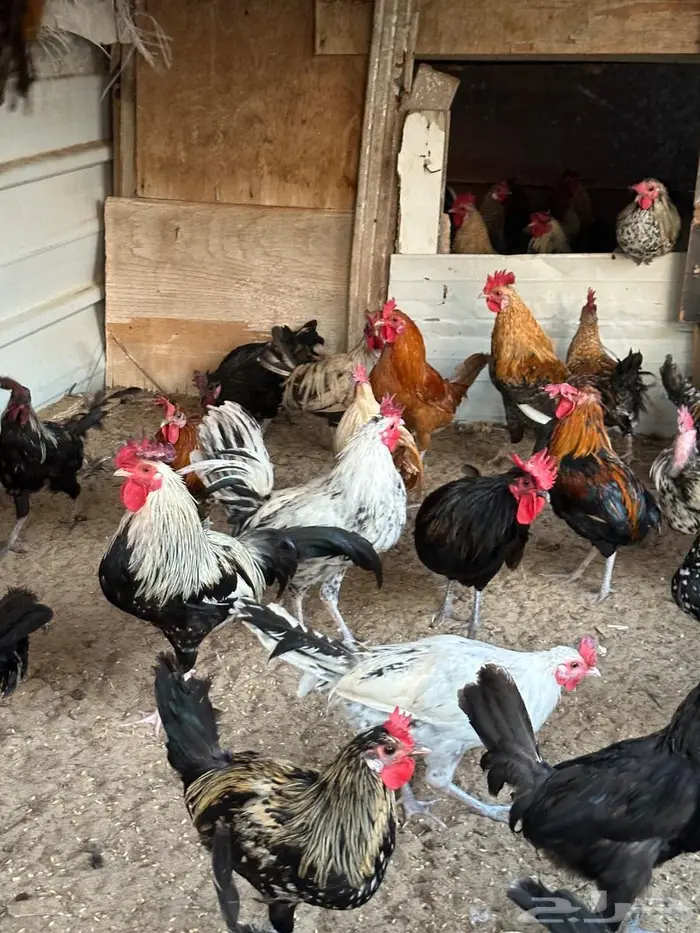 للبيع دياكه عربيه 1