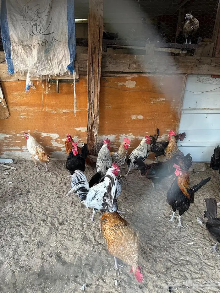 للبيع دياكه عربيه 2