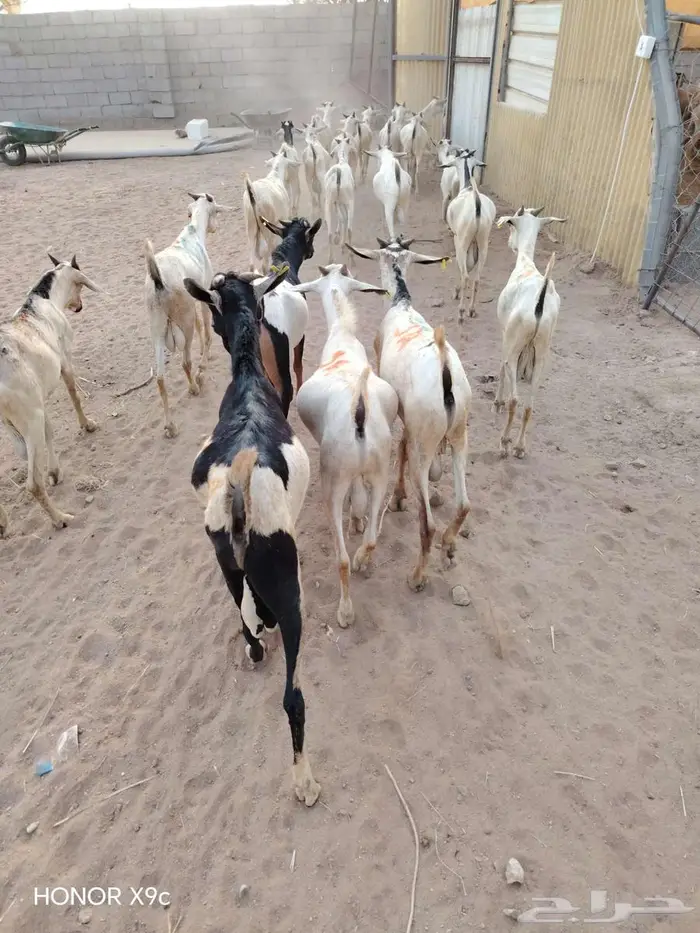 تيوس صومالية لأصحاب تربية الحلال 1