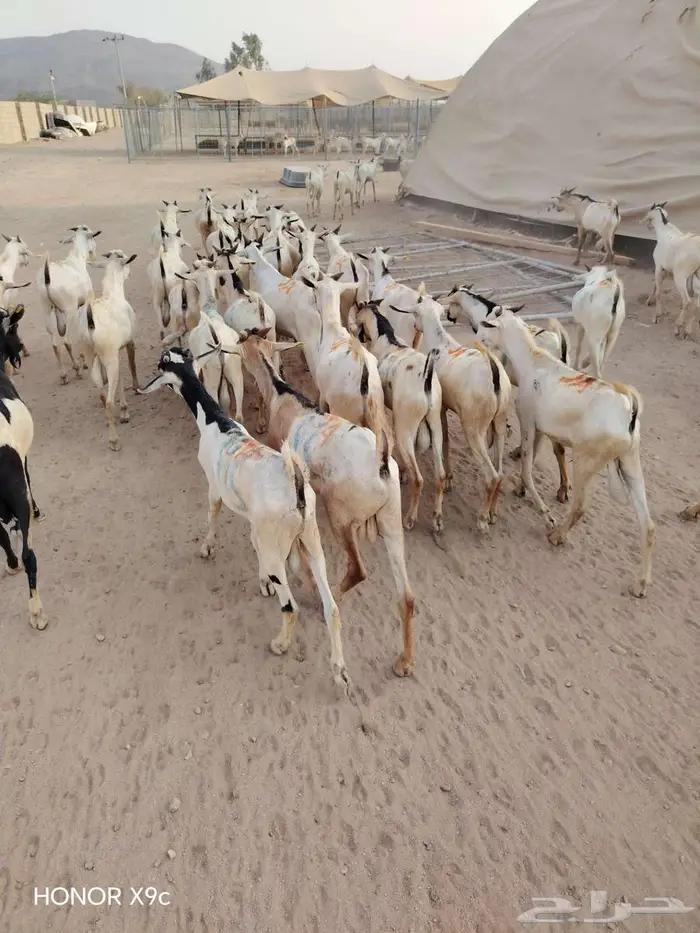 تيوس صومالية لأصحاب تربية الحلال 2