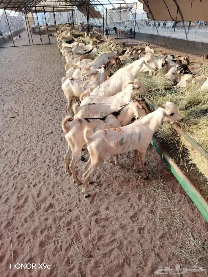 تيوس صومالية لأصحاب تربية الحلال 3