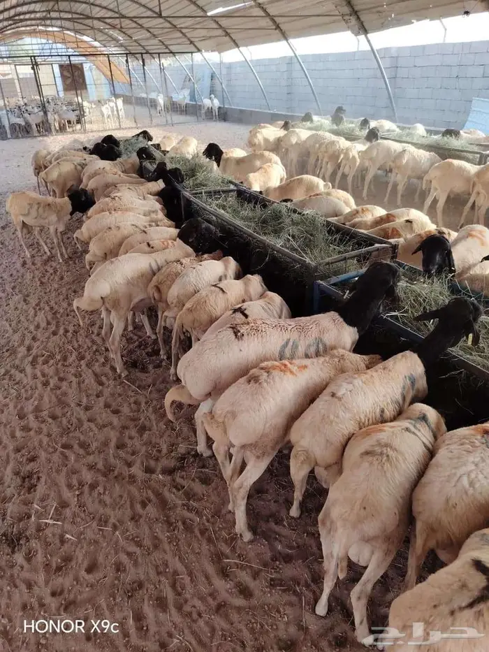 400 راس بربري جذعان شحم ولحم للبيع 0