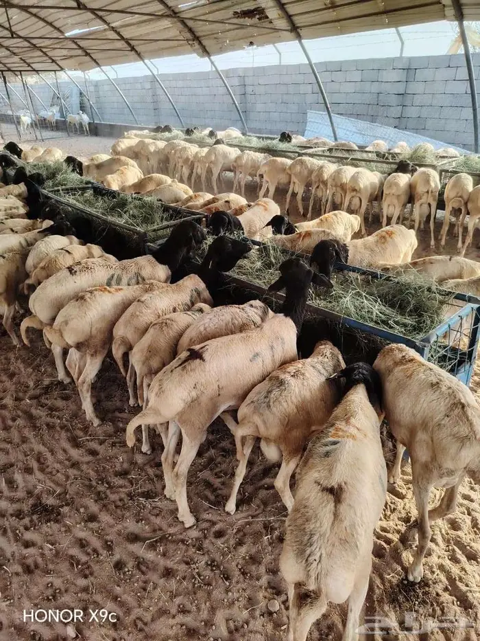 400 راس بربري جذعان شحم ولحم للبيع 2