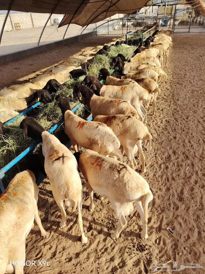 400 راس بربري جذعان شحم ولحم للبيع 4