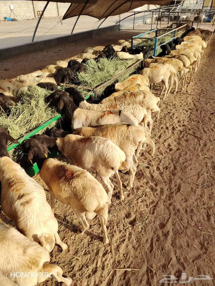 400 راس بربري جذعان شحم ولحم للبيع 3