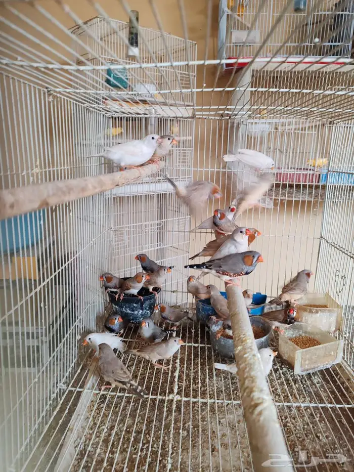 زيبرا هولندي 0