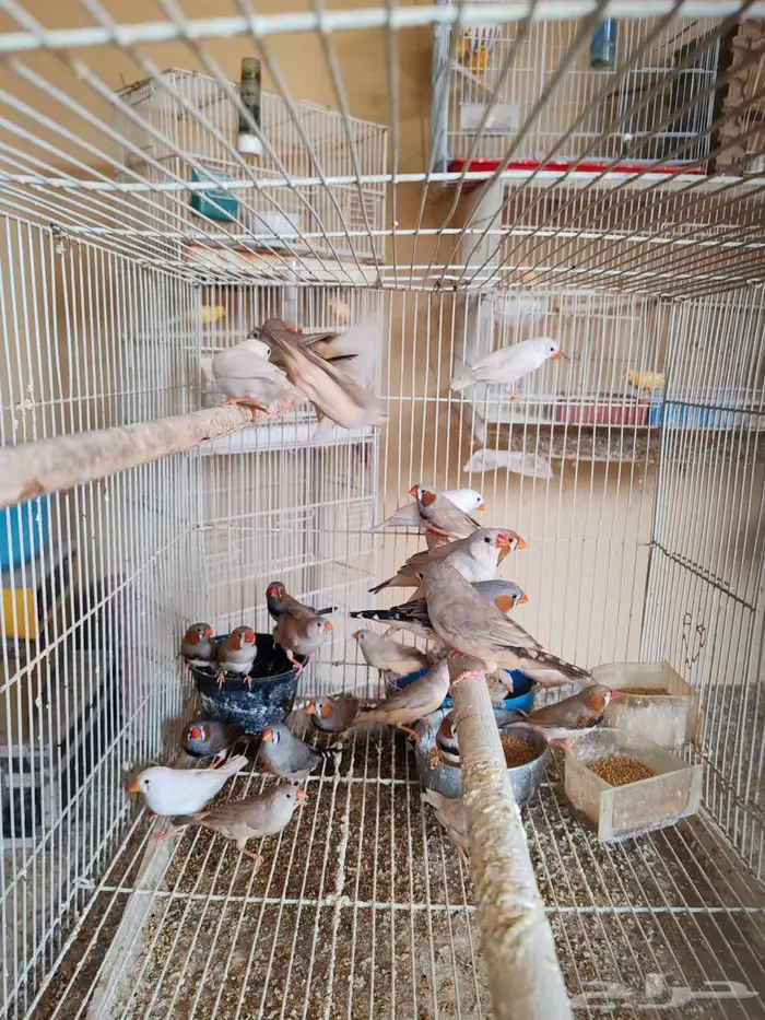 زيبرا هولندي 1