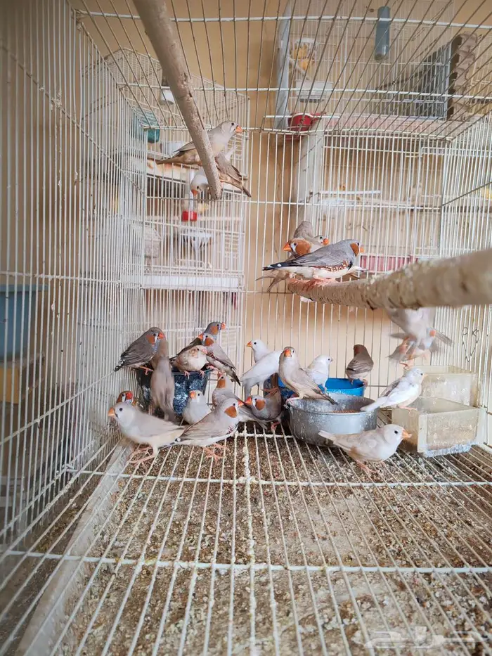 زيبرا هولندي 2