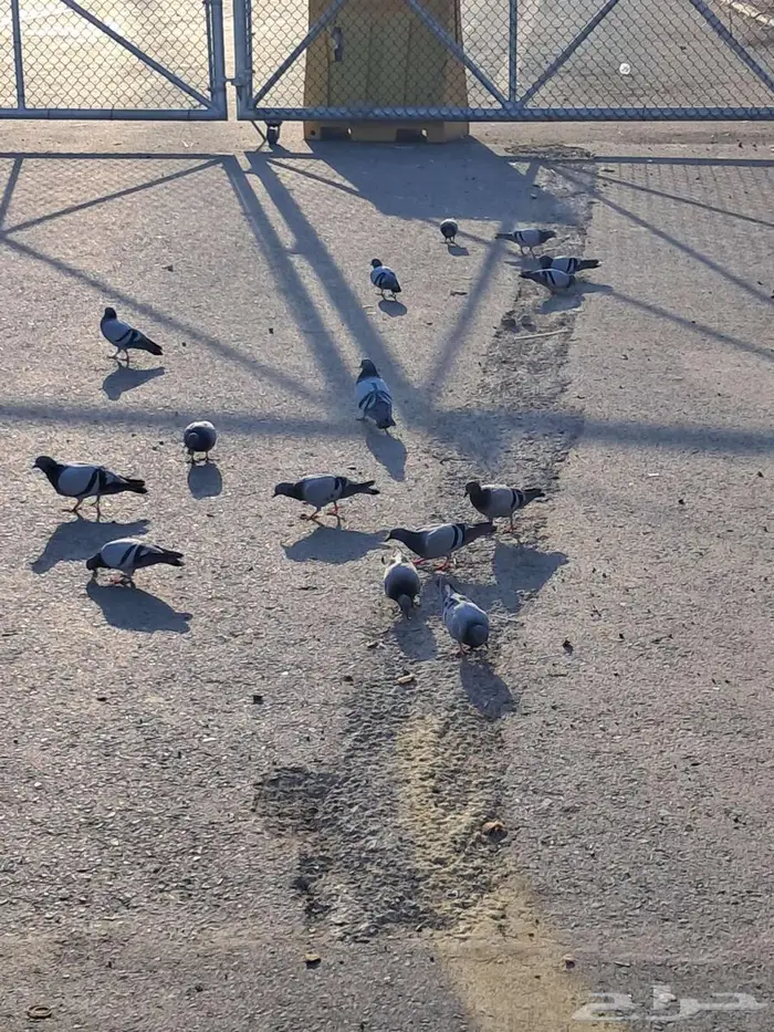 ارغب في شقة غرفتين او غرف منفصلة 0