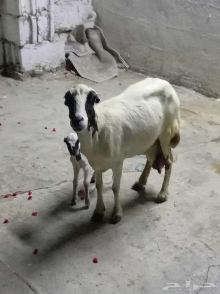 ضأن مقاني فواخر 4