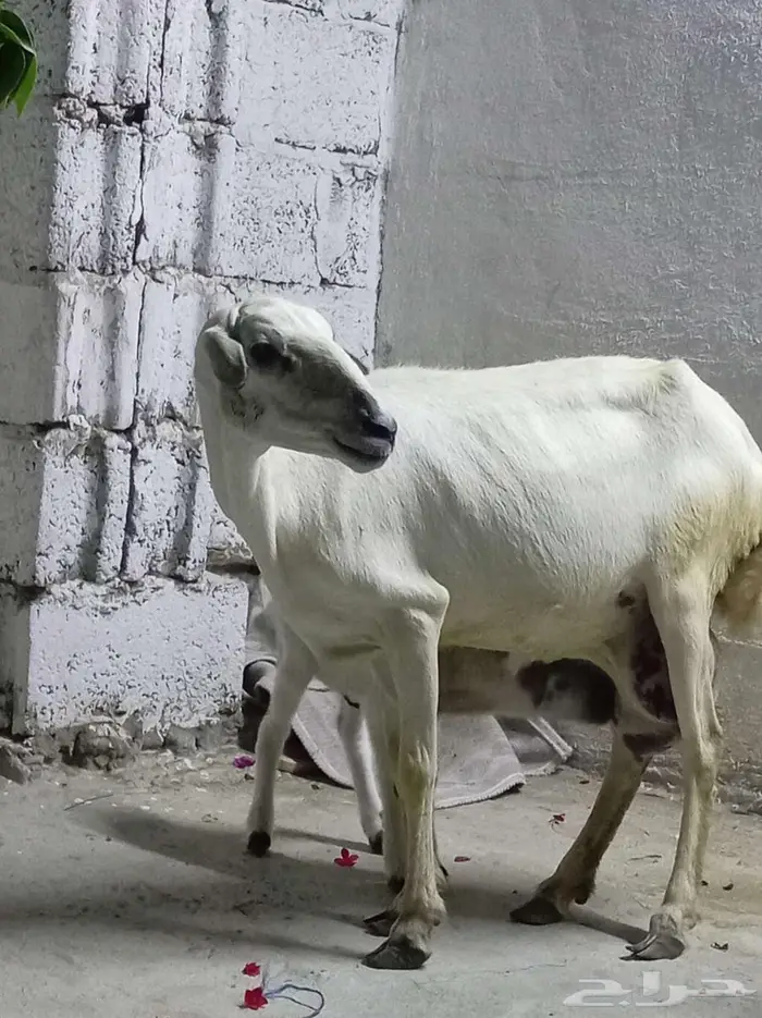 ضأن مقاني فواخر 0