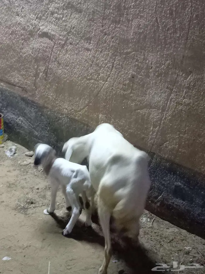 ضأن مقاني فواخر 3