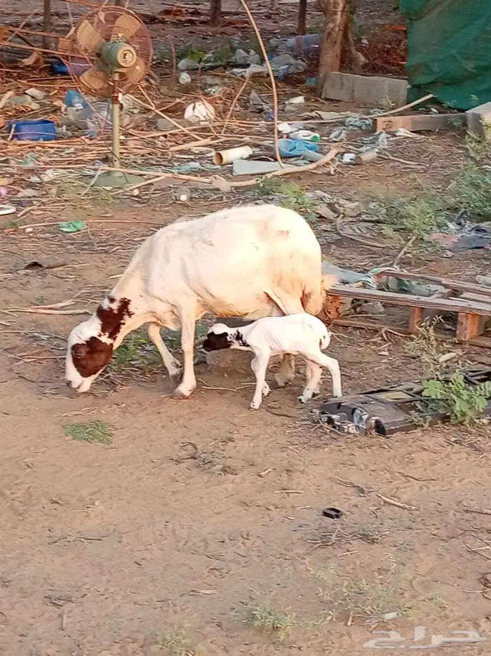 ضأن مقاني فواخر 1