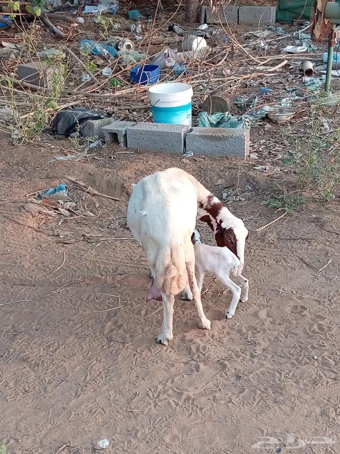 ضأن مقاني فواخر 2