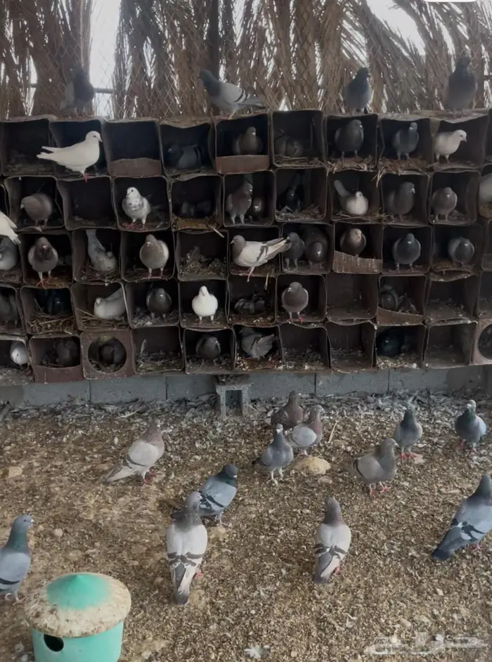 حمام فرنسي احجام كبيره 1