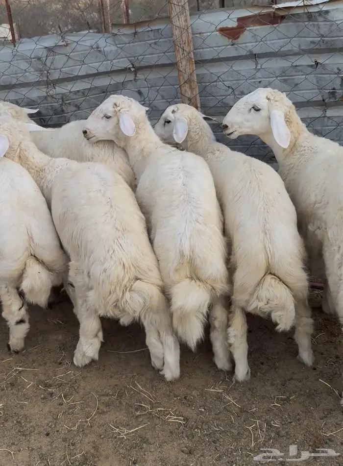 ذبايح طليان حري سواكن مع الذبح والتوصيل 10