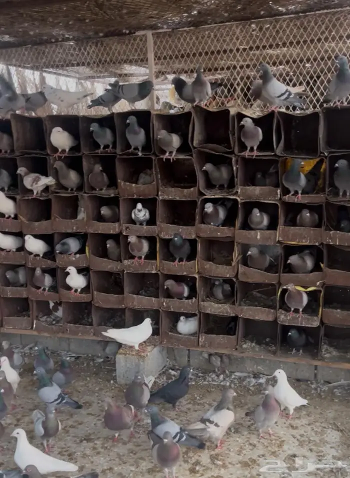 حمام فرنسي احجام كبيره 0