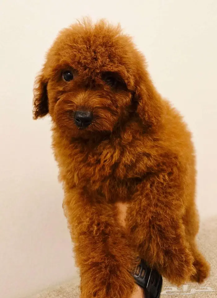 Mini toy poodle and pomerinanبودل وبومرينيم 11