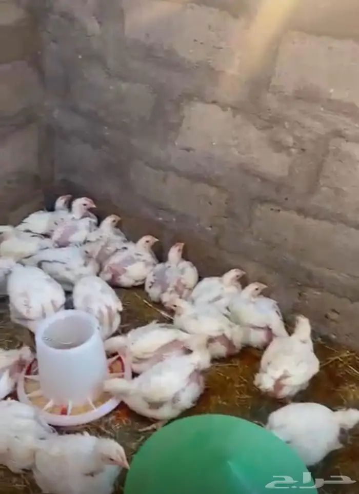 صوص الدجاج اللاحم عمر 28 يوم 3