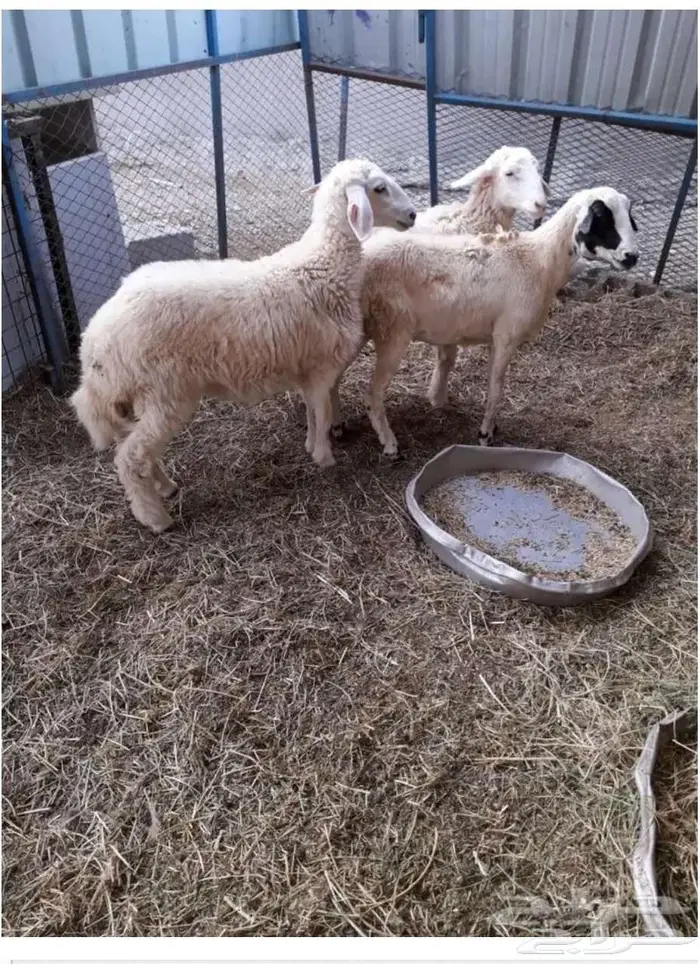 ذبائح حنيذ مندي عربي سليق كوزي مديني كابلي بخاري 19