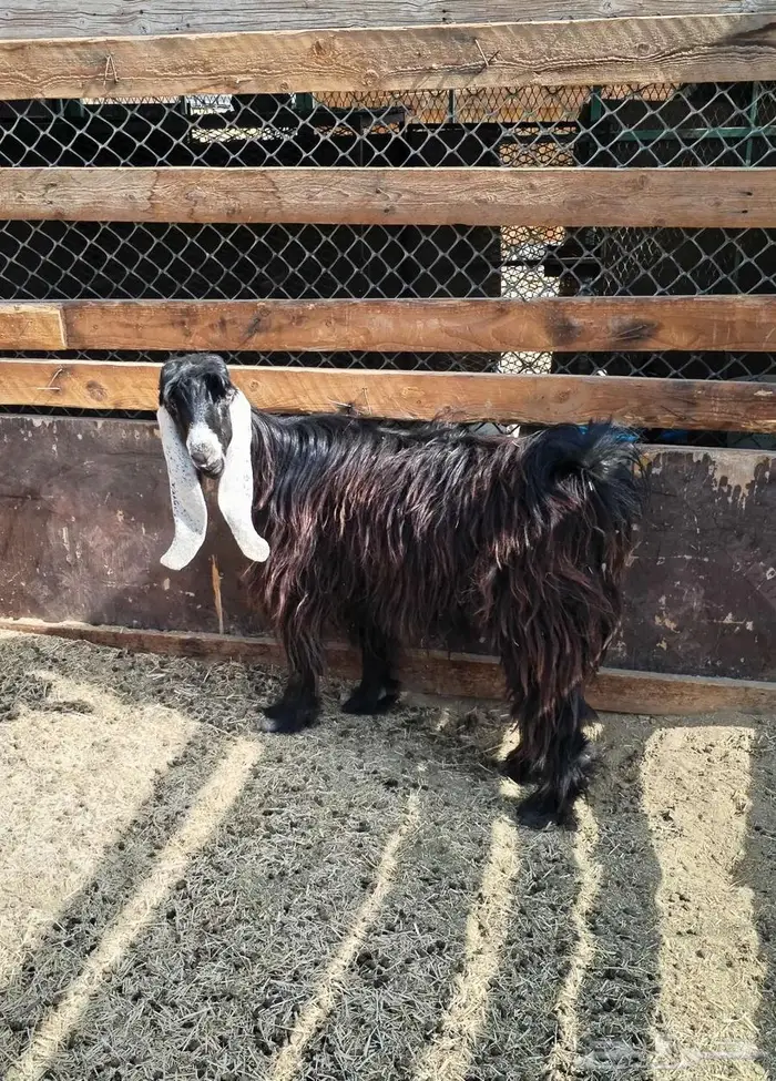 عنز عارضيه 0