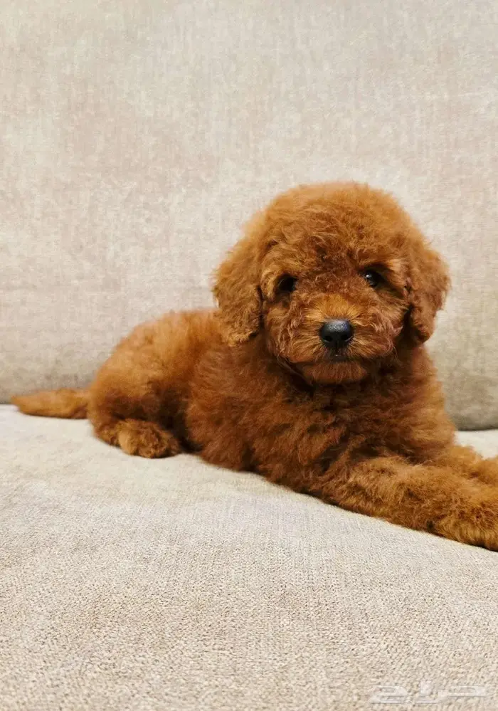 Mini toy poodle and pomerinanبودل وبومرينيم 10