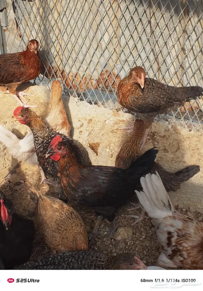 دجاج للبيع الموقع الداير 5