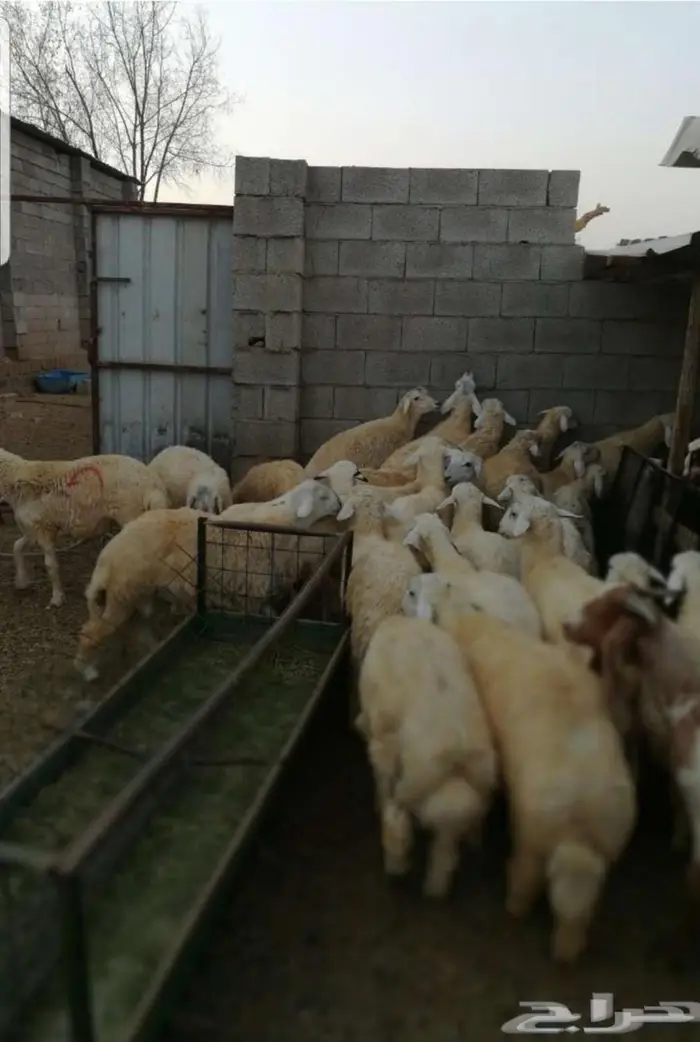 ذبائح حنيذ مندي عربي سليق كوزي مديني كابلي بخاري 22