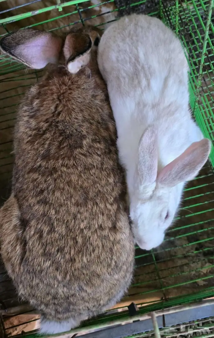 ارانب ذكر شنشيلا 0