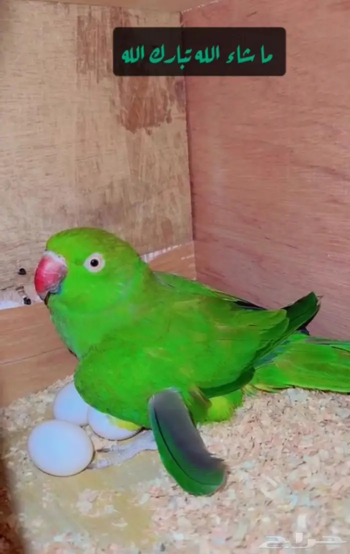 زوج درة هندي منتج وفرده روز البينو 11