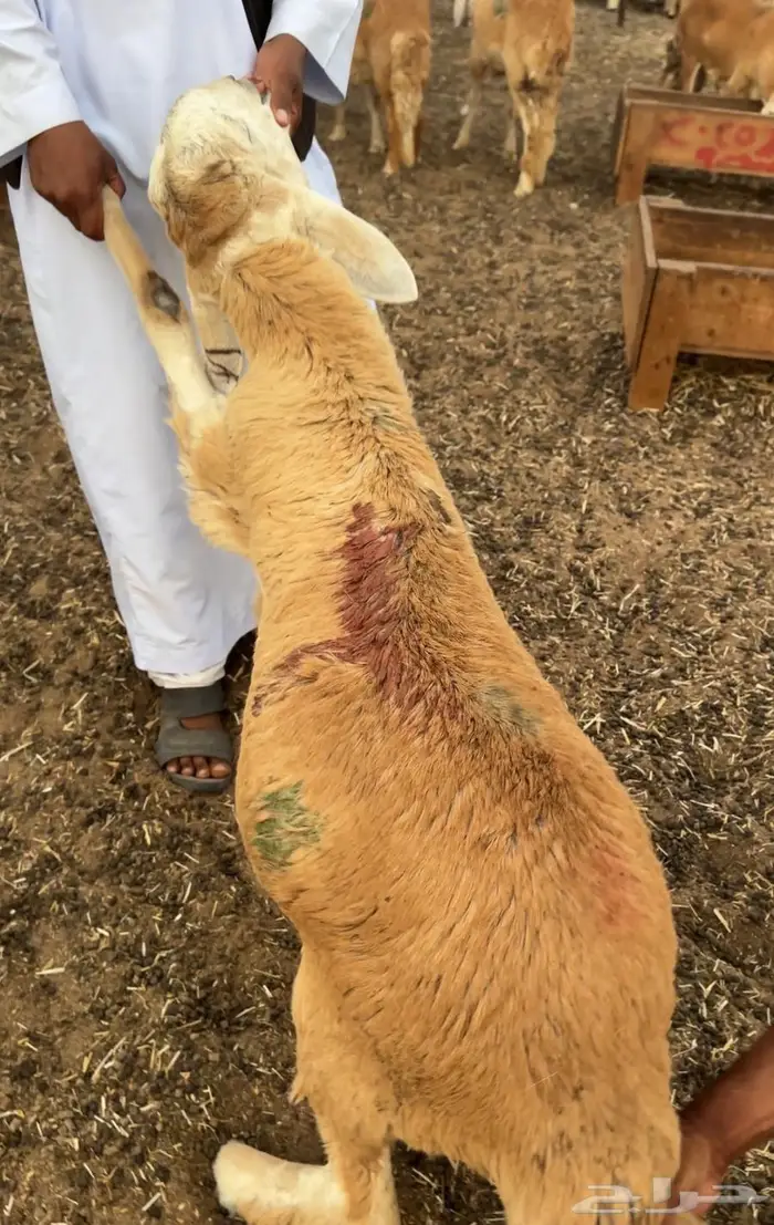 طليان سواكني العدد 40 والسعر 890 جملة فقط 7